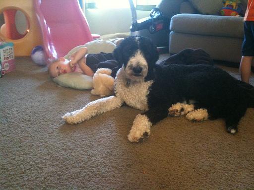 Sheepadoodle Scrapbook